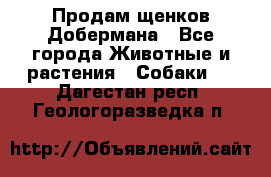 Продам щенков Добермана - Все города Животные и растения » Собаки   . Дагестан респ.,Геологоразведка п.